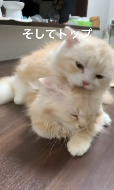 動画・セットトップ