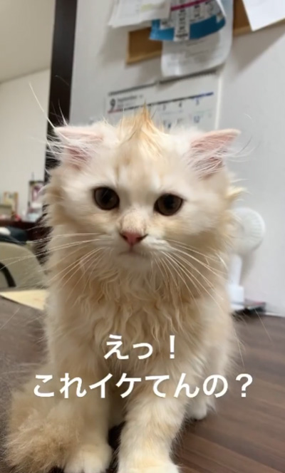 動画・いけてんの？