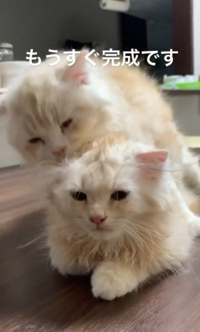 動画・もうすぐ完成