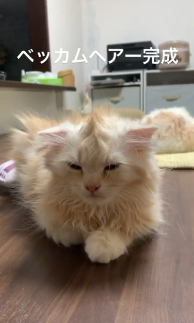 動画・ベッカムヘア