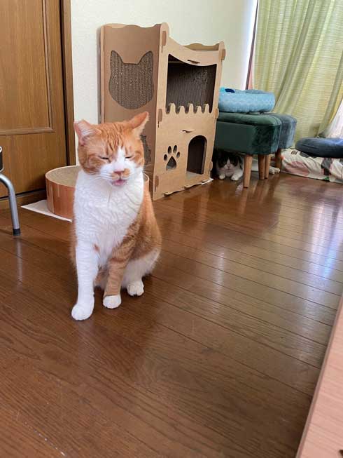 新人猫 受け入れ 先住猫