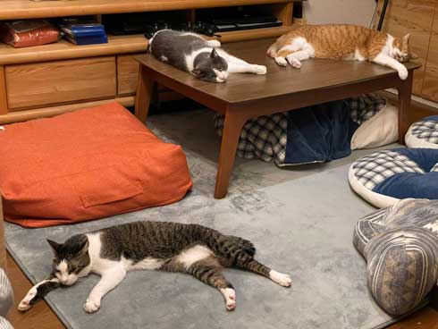 新人猫 受け入れ 先住猫