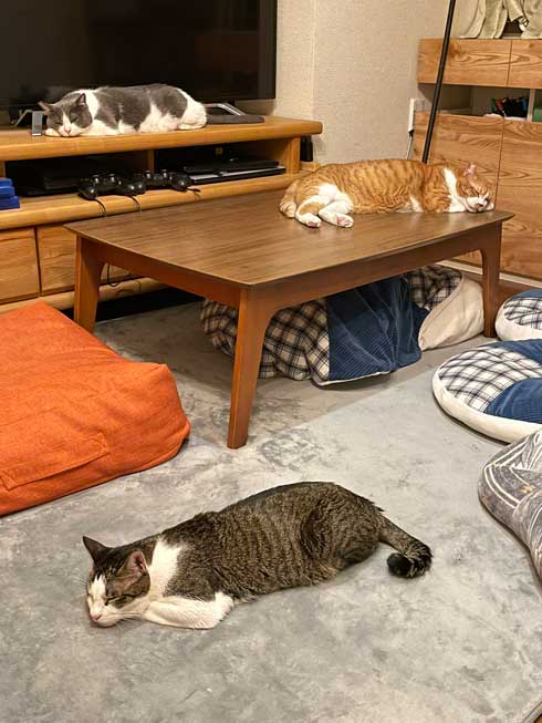 新人猫 受け入れ 先住猫