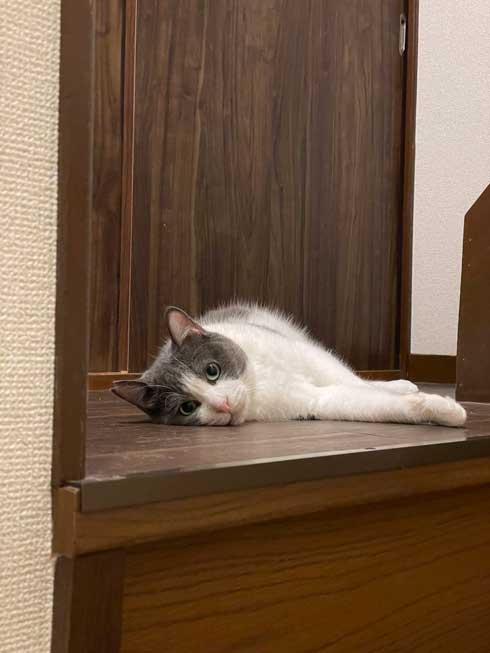 新人猫 受け入れ 先住猫
