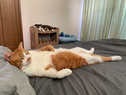 新人猫 受け入れ 先住猫