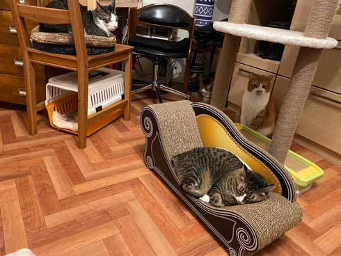 新人猫 受け入れ 先住猫