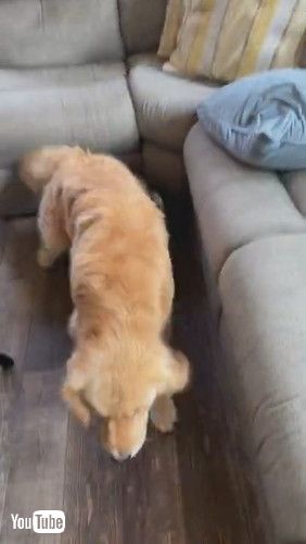 「Sleepy Golden Flops Off Couch || ViralHog」