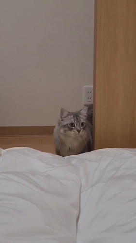 もっふんもふまるくん