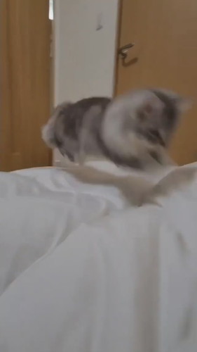 もっふんもふまるくん