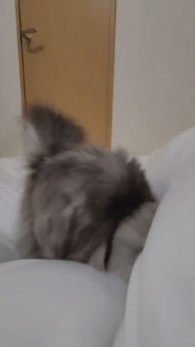 もっふんもふまるくん