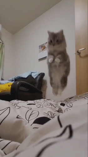 もっふんもふまるくん