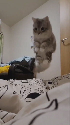 もっふんもふまるくん