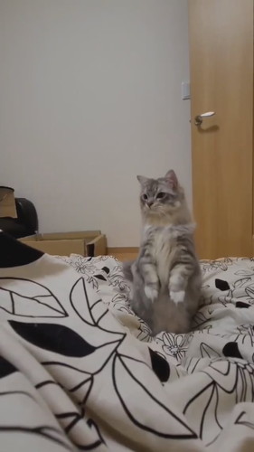 もっふんもふまるくん