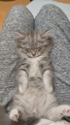 もっふんもふまるくん