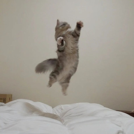 もっふんもふまるくん