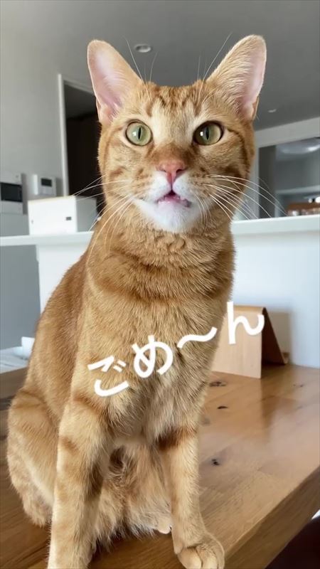 猫