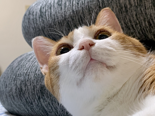 びっくりしている妹猫ちゃん