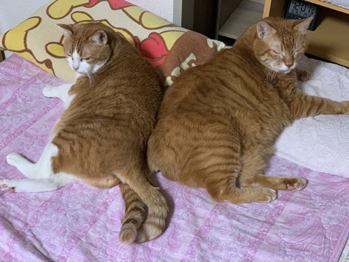 しっぽからめ兄妹