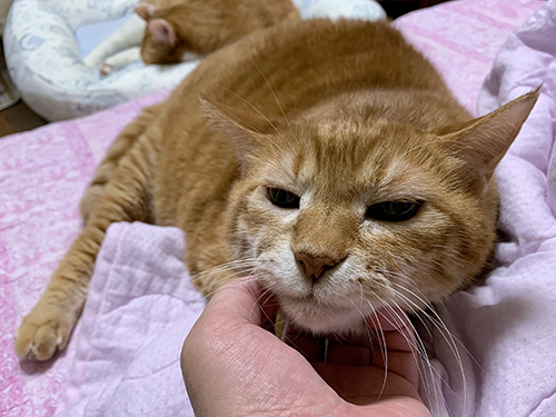 なでろ兄猫くん