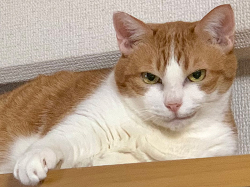 ニヤリ妹猫ちゃんアップ