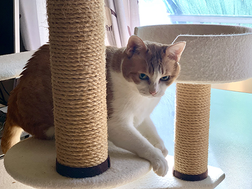 ガリガリしそうな妹猫ちゃん