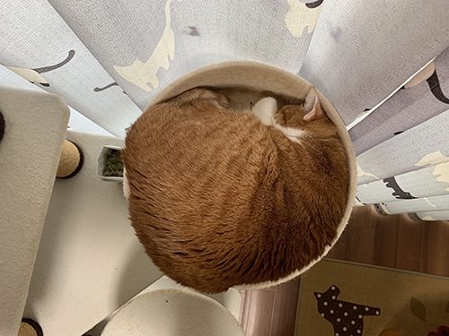 まんまる妹猫ちゃん