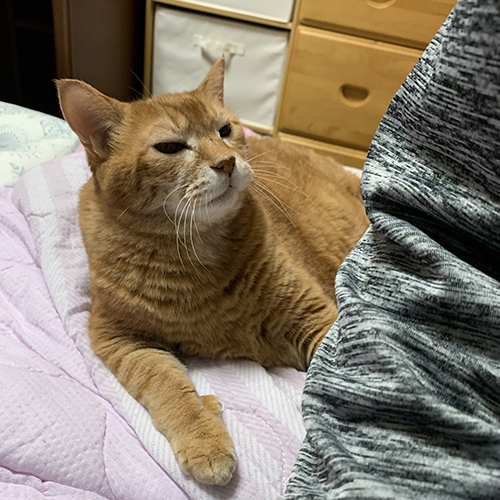 なで要求兄猫くん