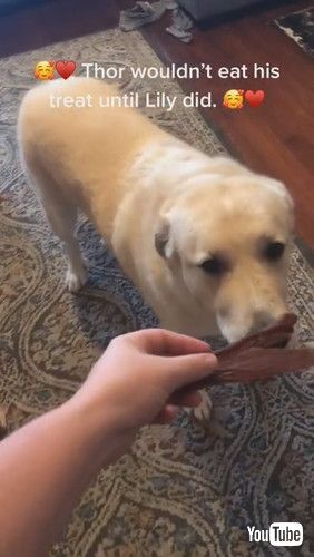 「Dog Waits for Kitty to Eat First || ViralHog」