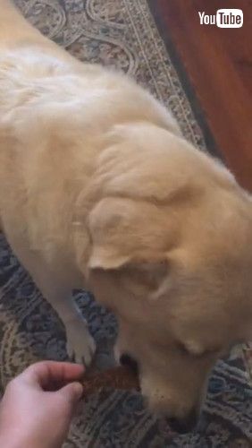 「Dog Waits for Kitty to Eat First || ViralHog」