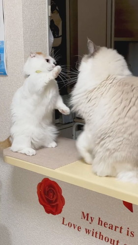 前足届いてないケンカ