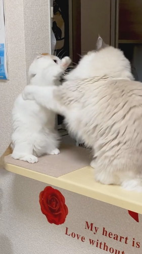 前足届いてないケンカ