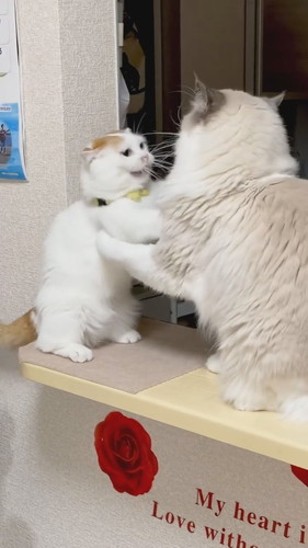 前足届いてないケンカ