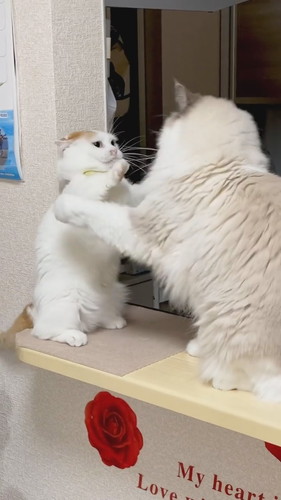 前足届いてないケンカ