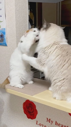 前足届いてないケンカ