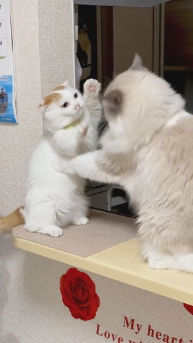 前足届いてないケンカ