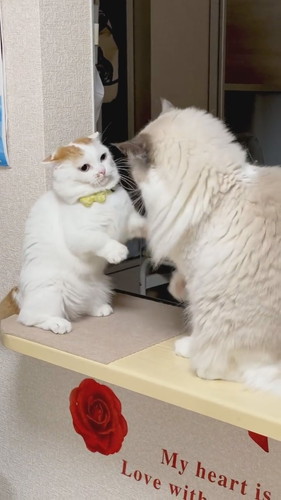 前足届いてないケンカ