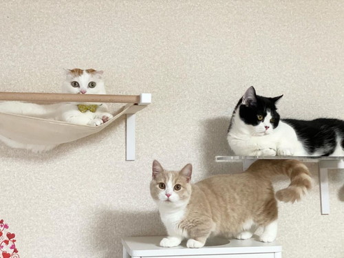 ネコちゃんたち