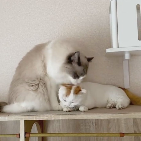 ネコちゃんたち