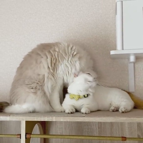 ネコちゃんたち