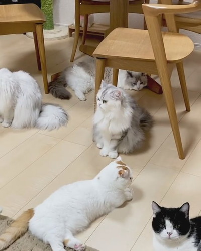 ネコちゃんたち