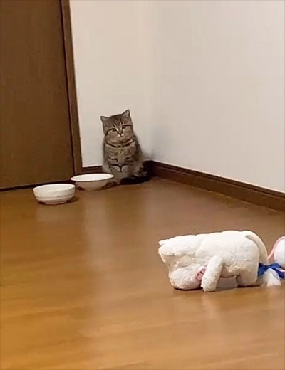 ごはんが欲しくて微動だにしない子猫ちゃん