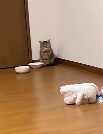 ごはんが欲しくて微動だにしない子猫ちゃん