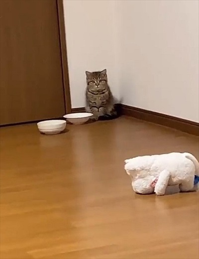 ごはんが欲しくて微動だにしない子猫ちゃん