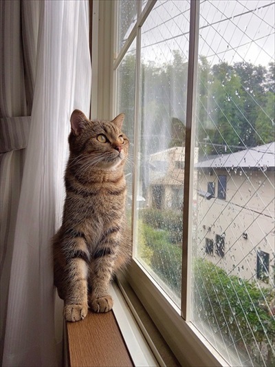 ごはんが欲しくて微動だにしない子猫ちゃん