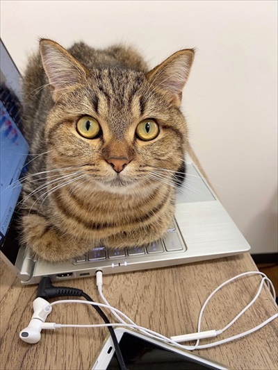 ごはんが欲しくて微動だにしない子猫ちゃん