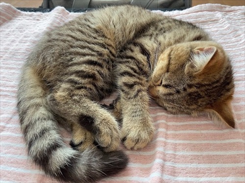 ごはんが欲しくて微動だにしない子猫ちゃん