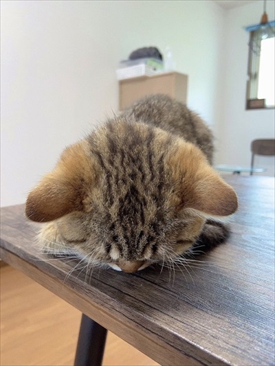 ごはんが欲しくて微動だにしない子猫ちゃん