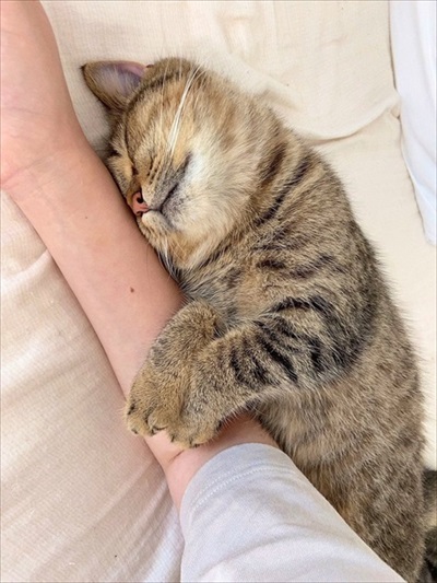 ごはんが欲しくて微動だにしない子猫ちゃん