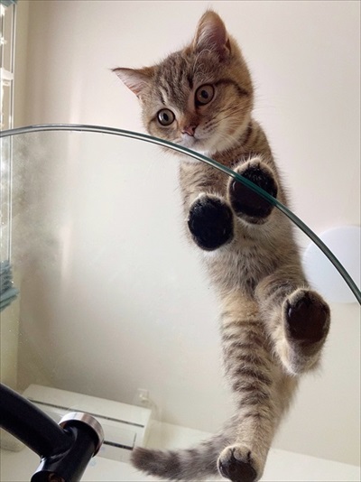 ごはんが欲しくて微動だにしない子猫ちゃん