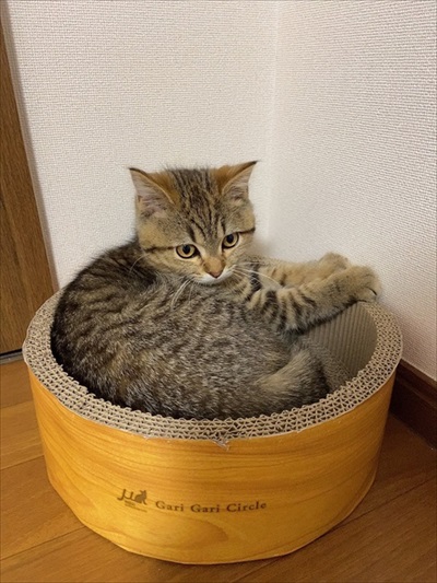 ごはんが欲しくて微動だにしない子猫ちゃん